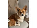 Adopt Wawa a Tan/Yellow/Fawn - with White Corgi / Mixed dog in San Francisco