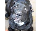 Adopt Forest a American Pit Bull Terrier / Labrador Retriever / Mixed dog in Des