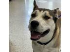 Adopt Bema a Siberian Husky / Mixed dog in Des Moines, IA (41411422)