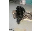 Adopt Hillary a Black Poodle (Standard) / Mixed dog in Greenville, KY (41411420)