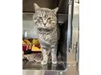 Adopt Smokey Joe a Gray or Blue Domestic Shorthair / Domestic Shorthair / Mixed