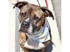 Adopt Heineken a Boxer / Mixed dog in Pomona, CA (40860203)