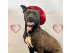Adopt Brandt* a Pit Bull Terrier / Mixed dog in Pomona, CA (39573385)