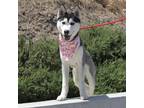 Adopt Wrangler* a Siberian Husky / Mixed dog in Pomona, CA (41201658)