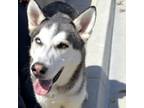 Adopt Ted* a Siberian Husky / Mixed dog in Pomona, CA (40762002)