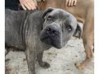 Adopt Monica a Gray/Silver/Salt & Pepper - with White Cane Corso / Mixed dog in