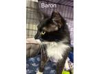 Adopt Baron a Black & White or Tuxedo Domestic Shorthair (short coat) cat in
