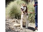 Adopt Timber* a Siberian Husky / Mixed dog in Pomona, CA (41216579)