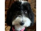 Adopt Pepper a Black - with White Sheepadoodle / Mixed dog in Abilene