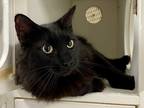 Adopt Almond a Domestic Mediumhair / Mixed cat in Topeka, KS (41411300)