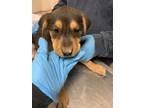 Adopt 55879597 a Black Labrador Retriever / Rottweiler / Mixed dog in Los Lunas