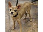 Adopt 5/15 a Tan/Yellow/Fawn Mixed Breed (Small) / Mixed dog in Wichita Falls
