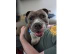 Adopt May a Merle American Staffordshire Terrier / Mixed Breed (Medium) / Mixed