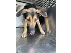 Adopt Velma a Black German Shepherd Dog / Mixed dog in Fort Worth, TX (41411373)