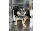 Adopt Rocky Road a Black German Shepherd Dog / Mixed dog in Fort Worth