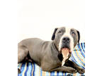 Adopt 84411 Bruno a Gray/Blue/Silver/Salt & Pepper American Pit Bull Terrier /