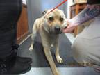 Adopt TJ a Tan/Yellow/Fawn Retriever (Unknown Type) / Mixed dog in Greenville