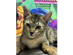 Adopt Otto a Gray or Blue Domestic Shorthair / Domestic Shorthair / Mixed cat in