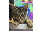 Adopt Cassius a Brown or Chocolate Domestic Shorthair / Domestic Shorthair /