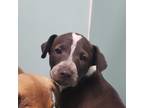 Adopt 55879928 a Black Labrador Retriever / Australian Cattle Dog / Mixed dog in