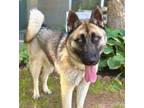 Adopt Sarge a Akita / German Shepherd Dog / Mixed dog in Norman, OK (41292957)