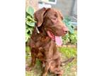Adopt Benson a Labrador Retriever / Mixed dog in Norman, OK (41370417)