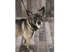 Adopt Danbury K55 5-8-24 a Black Shepherd (Unknown Type) / Mixed dog in San