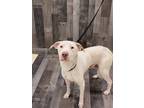 Adopt Hartle DIRQ 5/8/24 a White American Pit Bull Terrier / Mixed Breed