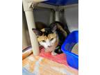 Adopt Lina a White Domestic Shorthair / Domestic Shorthair / Mixed cat in