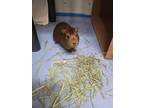 Adopt Ally a Brown or Chocolate Guinea Pig / Guinea Pig / Mixed small animal in