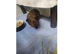 Adopt Anna a Brown or Chocolate Guinea Pig / Guinea Pig / Mixed small animal in