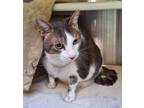 Adopt Minou a Gray or Blue Domestic Shorthair / Mixed Breed (Medium) / Mixed