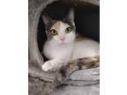 Adopt Celestia a White Domestic Shorthair / Domestic Shorthair / Mixed cat in