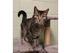 Adopt Glenda a Brown Tabby Domestic Shorthair / Mixed Breed (Medium) / Mixed