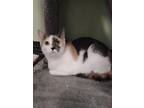 Adopt Rarity a White Domestic Shorthair / Domestic Shorthair / Mixed cat in