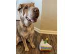 Adopt Bella a Tan/Yellow/Fawn Shar Pei / Mixed dog in Plainfield, IN (41411086)