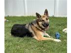 Adopt Sherman a Black - with Tan, Yellow or Fawn German Shepherd Dog / Mixed dog