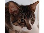 Adopt Oscar a Domestic Shorthair / Mixed cat in Houston, TX (41411067)