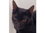 Adopt Tutu a Domestic Shorthair / Mixed (short coat) cat in Houston