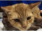Adopt Victoria a Domestic Mediumhair / Mixed cat in Houston, TX (41411063)