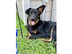 Adopt Cole a Black - with Tan, Yellow or Fawn German Shepherd Dog / Mixed Breed