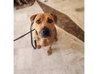 Adopt Macho a Tan/Yellow/Fawn Black Mouth Cur / American Staffordshire Terrier /
