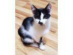 Adopt Patches a Black & White or Tuxedo Tabby / Mixed (short coat) cat in
