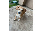 Adopt Avocado a Tan/Yellow/Fawn Dachshund / Mixed dog in Fresno, CA (41410995)