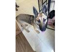 Adopt Lilac a Brown/Chocolate German Shepherd Dog / Mixed dog in The Dalles