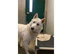 Adopt Penguin a White Husky / German Shepherd Dog / Mixed dog in Pullman