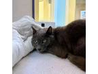 Adopt Beedle a Gray or Blue Domestic Shorthair / Domestic Shorthair / Mixed cat