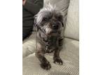 Adopt Las a Gray/Silver/Salt & Pepper - with Black Mutt / Mixed dog in Killeen