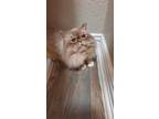 Adopt Mehp a Gray or Blue Persian / Mixed (long coat) cat in Galveston