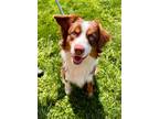 Adopt RUGER a Red/Golden/Orange/Chestnut Australian Shepherd / Mixed dog in